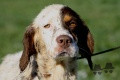 Setter Anglais ESPANA DU MILOBRE DE BOUISSE Setter Anglais ESPANA DU MILOBRE DE BOUISSE